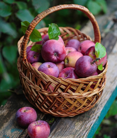 Blumen Risse, Sortiment, Pflanzen, Obst, Gemuese, Rot, Braun, Gruen, Aepfel, Korb, Bank, Garten, Ernten