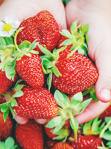 Blumen-Risse, Pflanzen, Anzucht, Saatgut, Obstsamen, Haende-halten-Erdbeeren-in-Korb-in-Erdbeerbeet