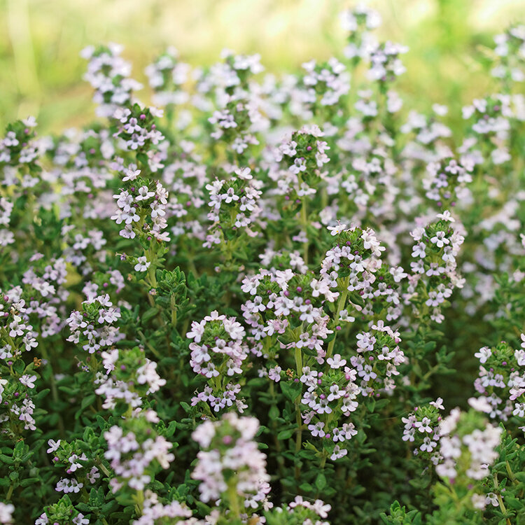 Blumen-Risse, Ratgeber, ganzjaehrige-Themen, Garten-und-Kuechenkraeuter, Nahaufnahme-von-wildem-bluehendem-Thymian