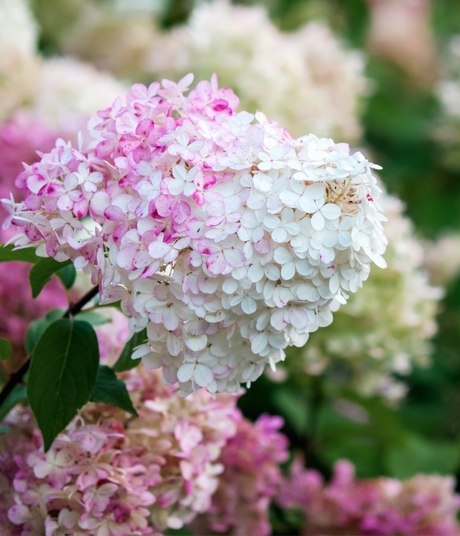 Blumen-Risse, Sortiment, Pflanzen, Beetpflanzen, Rispenhortensie, Weiss, Rosa, Pink, Gruen, Bluete, Hortensie, Garten