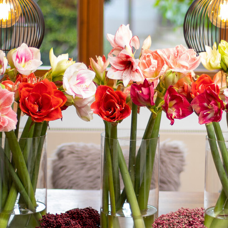 Schnittblumen-Amaryllis-in-drei-Vasen-auf-Holztisch