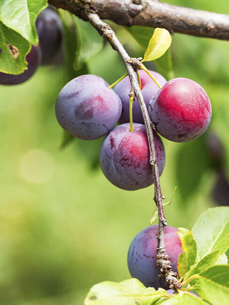 Blumen-Risse, Sortiment, Pflanzen, Obst-und-Gemuese, Obstbaeume, Pflaumenbaum, Lila, Rot, Gruen, Braun, Pflaume, Obst, Baum, Garten, Reif