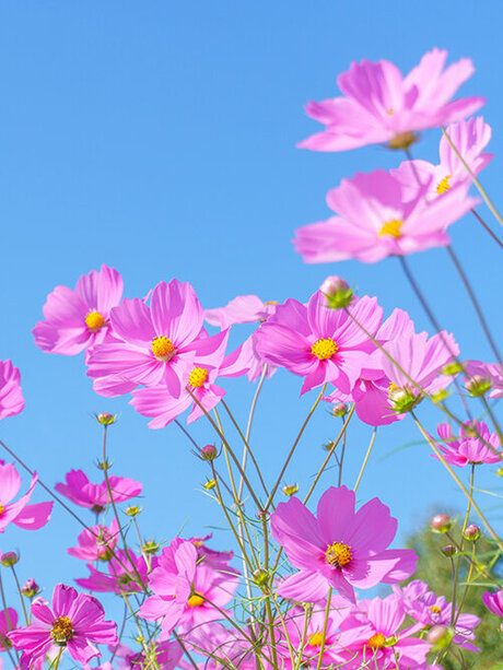 Blumen-Risse, Pflanzen, Anzucht, Saatgut, Blumennsamen, Rosafarbene-Blueten-vor-blauem-Sommerhimmel