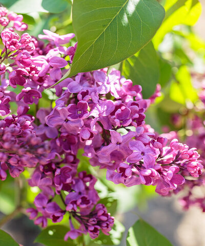 Blumen-Risse, Pflanzen, Baumschule, Gehoelze, Fliederbaum, Blaetter-und-lilafarbene-Blueten-im-Sonnenschein