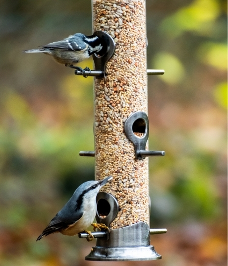 Blumen Risse, Sortiment, Garten, Vogelwelt, Braun, Beide, Grau, Gelb, Schwarz, Vogelfutter, Voegel, Kleiber, Meise, Vogelfutterstation, Garten