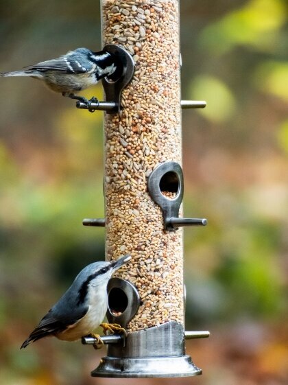 Blumen Risse, Sortiment, Garten, Vogelwelt, Braun, Beide, Grau, Gelb, Schwarz, Vogelfutter, Voegel, Kleiber, Meise, Vogelfutterstation, Garten