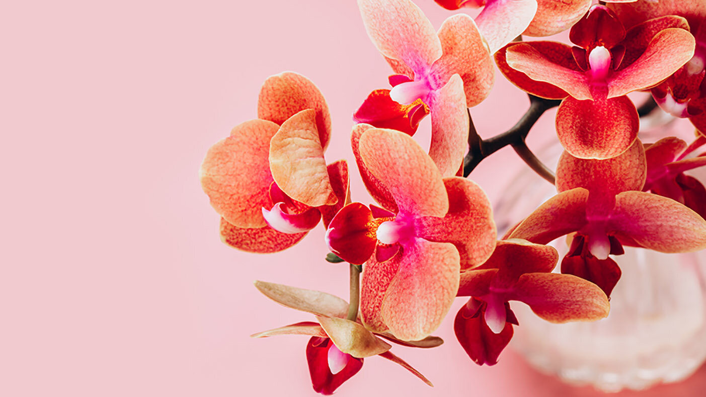 Orangefarbene, Apricofarbene-Orchidee-in-Vase-vor-rosa-Hintergrund