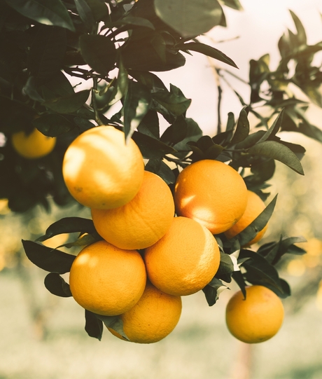 Blumen Risse, Sortiment, Pflanzen, Meditterane, Pflanzen, Gelb, Gruen, beige, Orangenbaum, Orangen, Garten, Sommer, reif, Fruechte