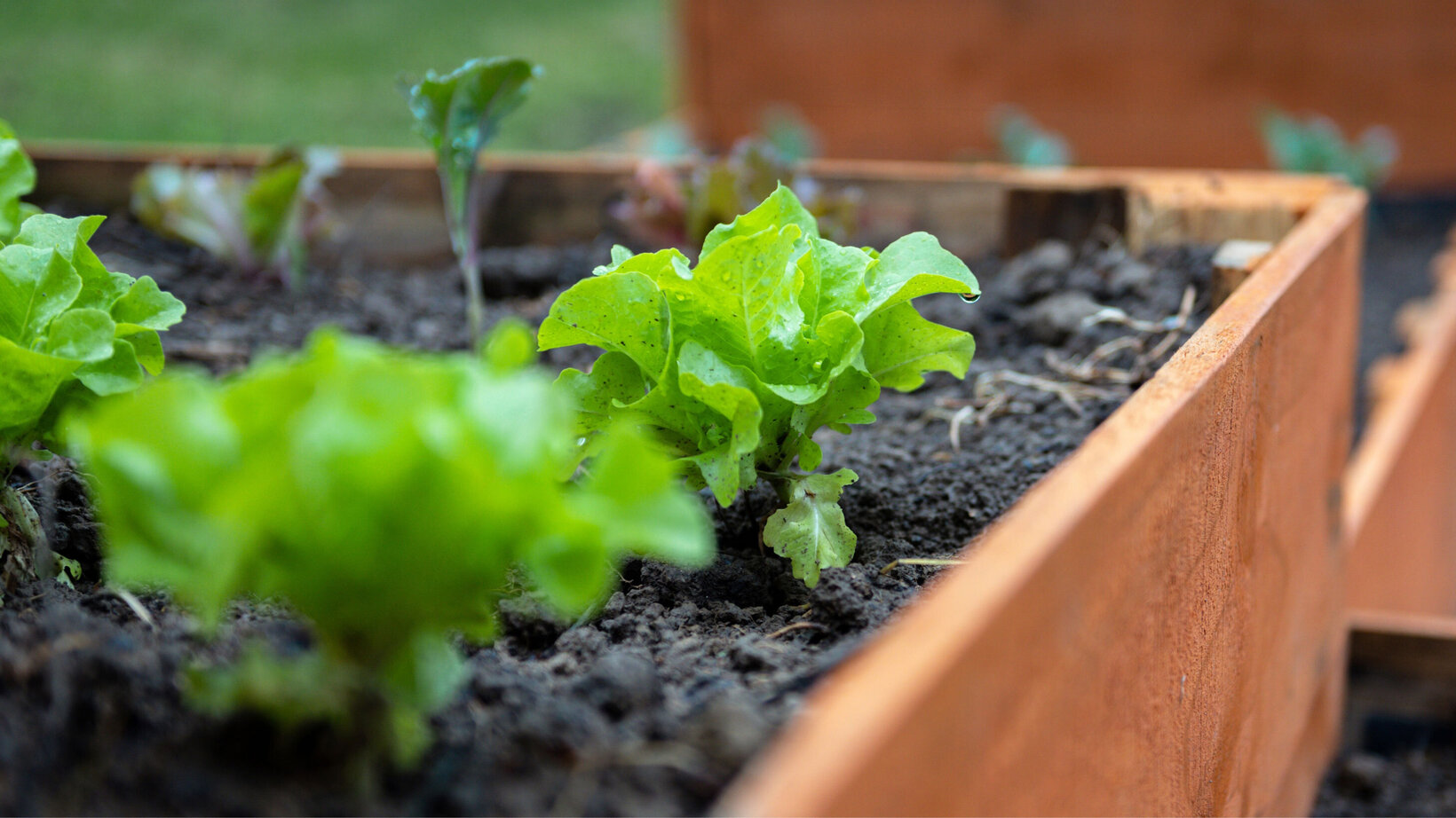 Blumen Risse, Sortiment, Pflanzen, Anzucht, Braun, Gruen, Erde, Anzucht, Hochbeet, Jungpflanzen, Salat, Kohlrabi, Beet