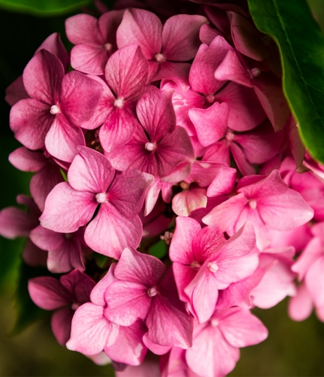Blumen-Risse, Sortiment, Pflanzen, Beetpflanzen, Bauernhortensie, Rosa, Pink, Gruen, Bluete, Ausschnitt, Hortensie