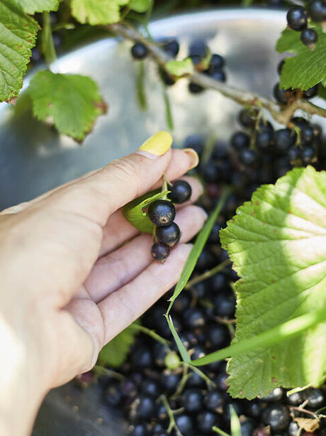 Blumen-Risse, Sortiment, Pflanzen, Obst-und-Gemuese, Beerenstraeucher, Johannisbeere, Schwarz, Gruen, Silber, Beige, Schwarze-Johannisbeeren, Strauch, Pflanze, Reif, Ernten, Hand, Schuessel, Beeren