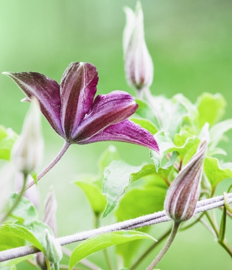 Blumen-Risse, Sortiment, Pflanzen, Baumschule, Lila, Gruen, Kletterpflanze, Bluete, Garten, Detail