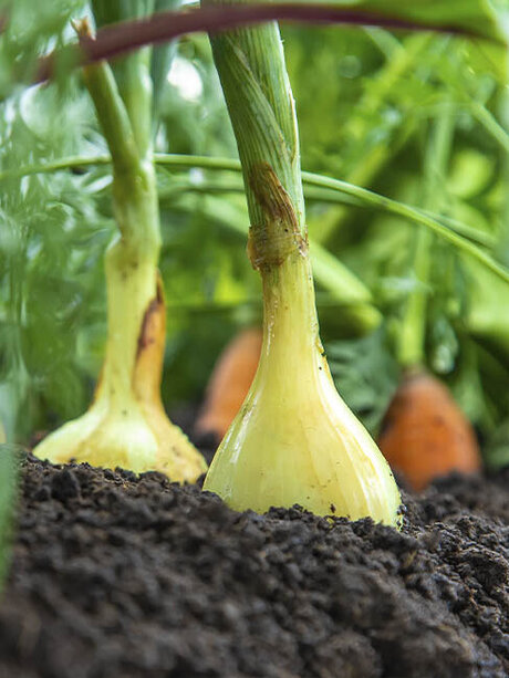 Blumen-Risse, Sortiment, Pflanzen, Obst-und-Gemuese, Kraeuter, Lila, Rot, Orange, Grue, Beige, Braun, Rotebeete, Zwiebel, Moehre, Beet, Erde, Garten, frisch, Gemuesepflanzen