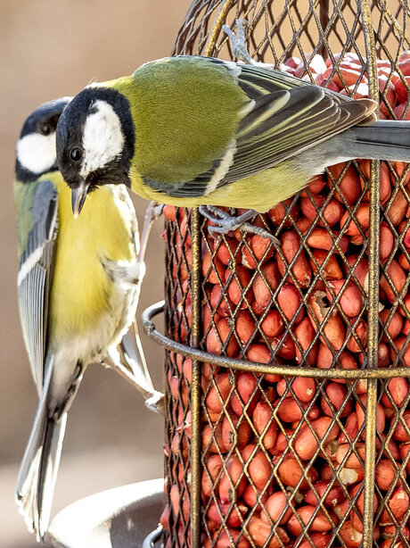 Blumen Risse, Sortiment, Garten, Vogelwelt, Braun, Beide, Grau, Gelb, Schwarz, Vogelfutter, Erdnuesse, Voegel, Meisen, Vogelfutterstation, Garten