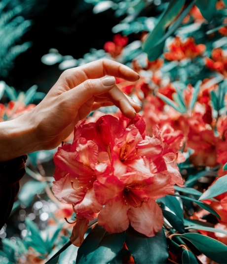 Blumen-Risse, Sortiment, Pflanzen, Baumschule, Rot, Gruen, Beige, Rhododendron, Blueten, Hand, Busch, Garten