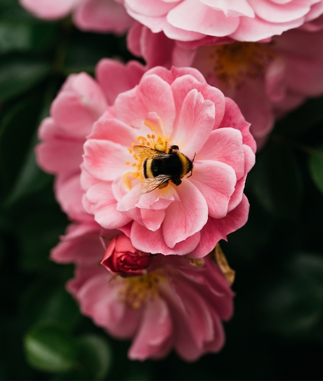 Blumen Risse, Sortiment, Pflanzen, Rosen, Pink, Rosa, Gelb, Gruen, Rosen, Blueten, Biene, Garten, Detail