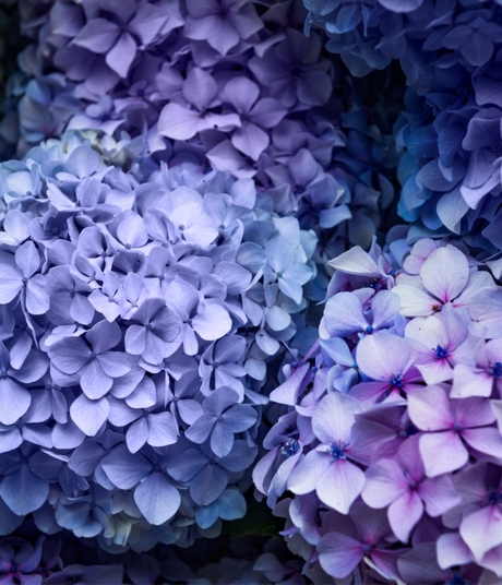 Blumen-Risse, Sortiment, Pflanzen, Beetpflanzen, Ballhortensie, Lila, Blau, Bluete, Ausschnitt, Hortensie