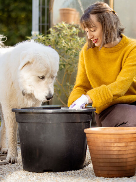 Blumen Risse, Sortiment, Pflanzen, Uebertoepfe, Gefaesse, Beige, Braun, Schwarz, Gelb, Pflanzgefaesse, Hund, Person, Garten, Herbst 