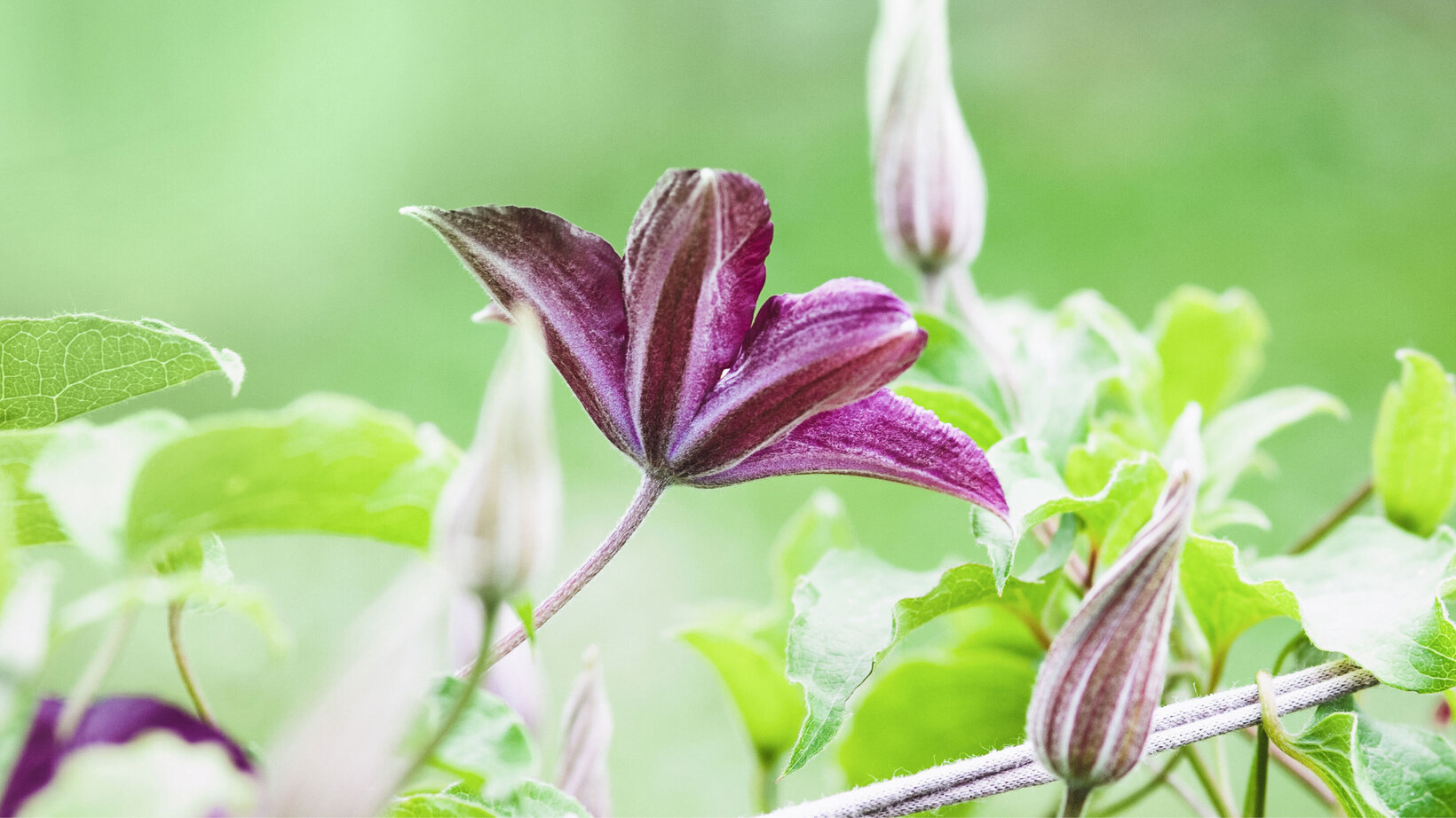 Blumen-Risse, Sortiment, Pflanzen, Baumschule, Lila, Gruen, Kletterpflanze, Bluete, Garten, Detail