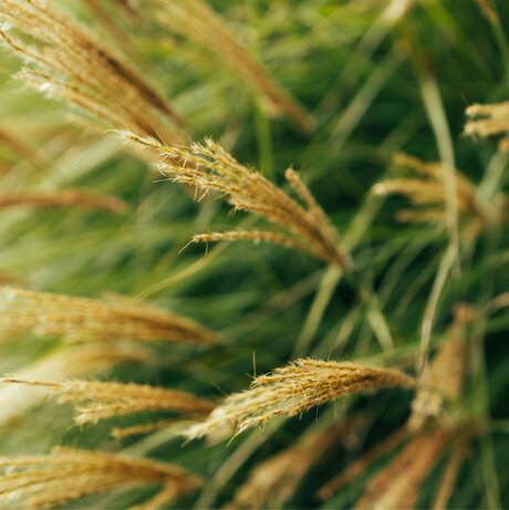 Blumen-Risse, Sortiment, Pflanzen, Beetpflanzen, Beige, Gelb, Gruen, Graeser, Gras, Pflanze, Garten, Detail, Rispen