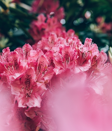 Blumen-Risse, Sortiment, Pflanzen, Baumschule, Pink, Rosa, Gruen, Pflanze, Bluete, Garten, Detail